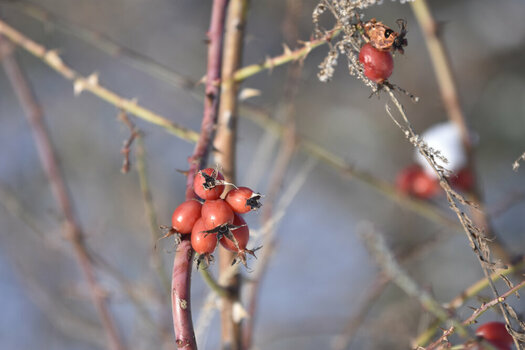 20241019_15_Sedlitz_Winter_kl.JPG