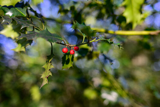 BCM_0044.jpg