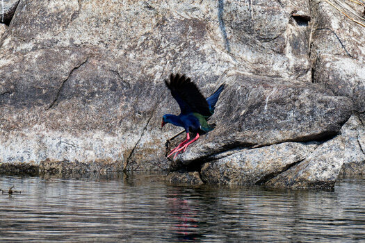 DSC_7071_DxO.jpg
