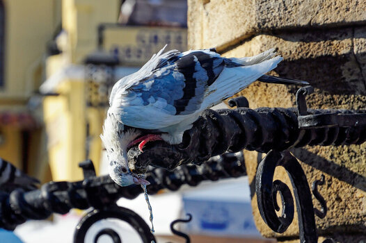 DSC_0619_DxO.jpg