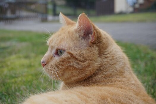 DSC01809n.jpg