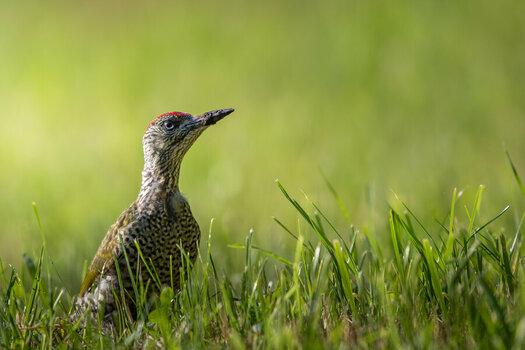 D5X_7047-2.jpg