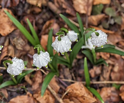 DSC_2165.F.jpg