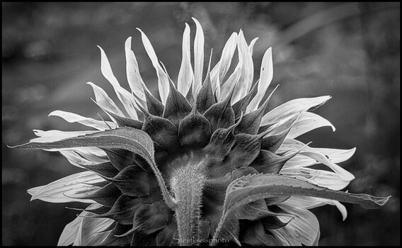 comp_Sonnenblume sw.jpg