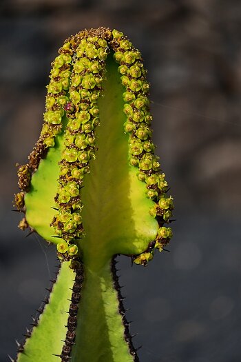 DSC_4563_k.jpg