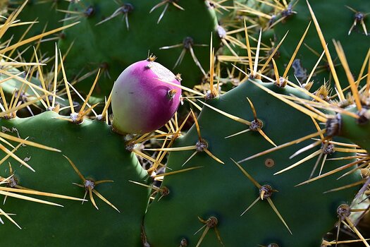 DSC_5053_k.jpg