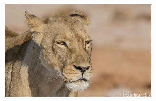 2018-Botswana-0111.jpeg