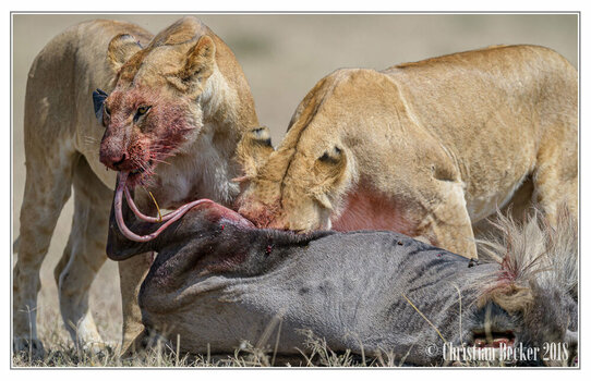 2018 Kenia-0389.jpeg