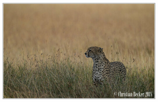 2018 Kenia-0164.jpeg