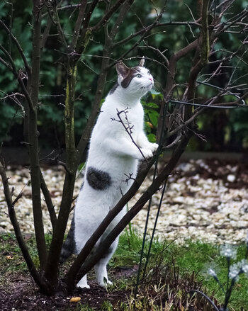Heute lachst Du, und morgen ich... Irgendwann kriege ich Dich... Du Vogel....jpg