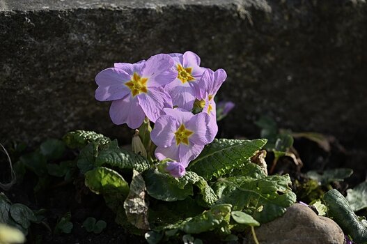 DSC_3422.F.jpg