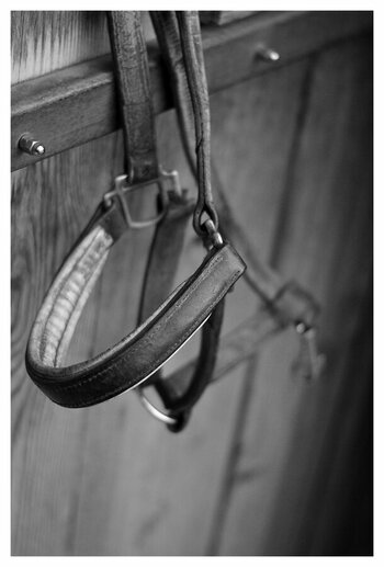 xAm Stall D300s (2 von 2).jpg
