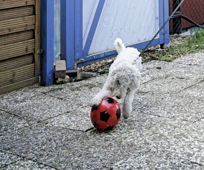 ...er will Ball spielen!!!.jpg