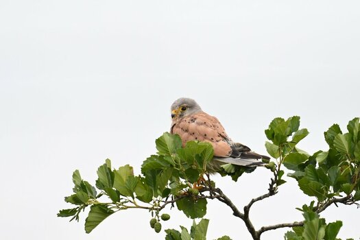 NZ9_1206.jpg