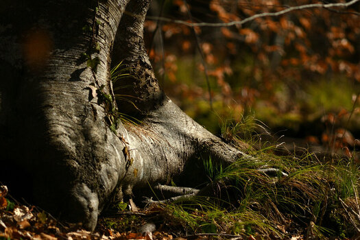 DSC_7899_01.JPG
