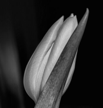 tulpe-bw.jpg