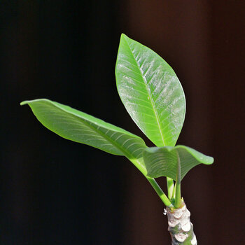 DSC_6887_DxO.jpg