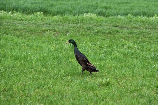 DSC_3555.F.jpg DSC_3555.F.jpg