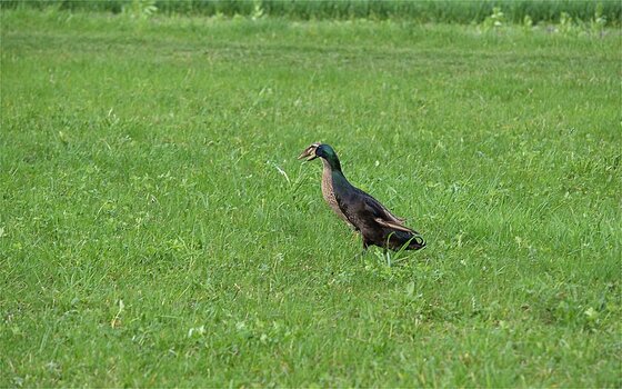 DSC_3558.F.jpg DSC_3558.F.jpg