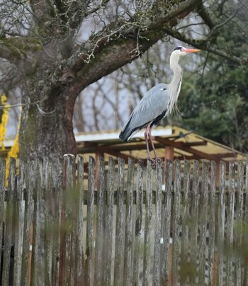 DSC_2396_00001_01n.jpg