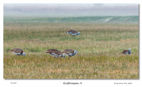 unbenannt (103 von 126).jpg