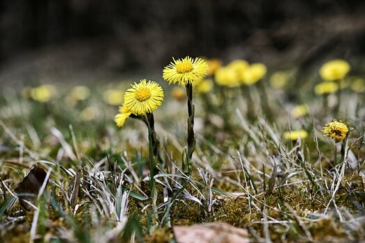 DSC_8698.F.jpg