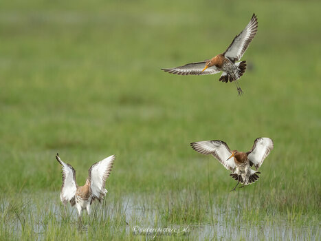 NZ8_6595-2772-1.jpg