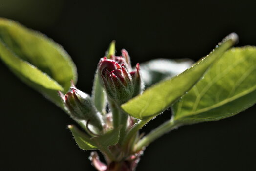 DFX_6446.jpg