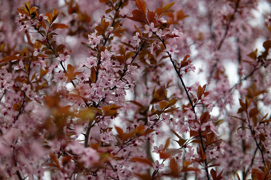 DSC_0218_DxO_Forum.jpg