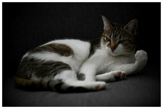 240330_5237_Katze Rahmen 20x30.JPG