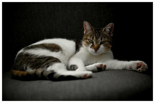 240330_5240_Katze Rahmen 20x30.JPG