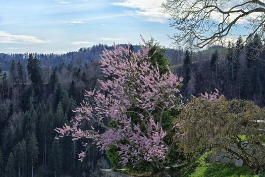 DSC_2559.F.jpg