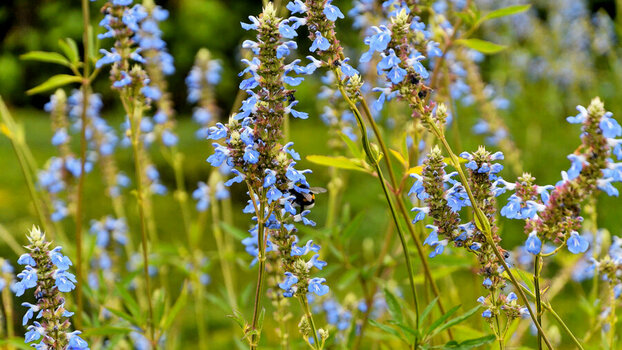 DSC_0931_DxO.jpg