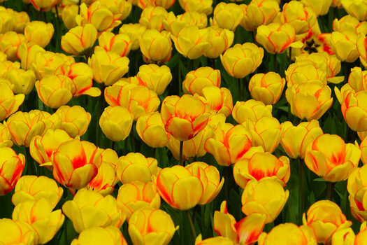 DSC_7310_DxO.jpg