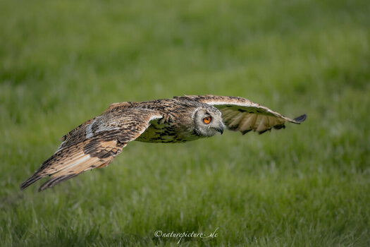 NZ8_9789-2907-1.jpg