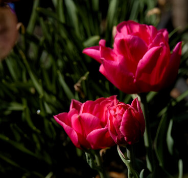 DSC_0599.jpg