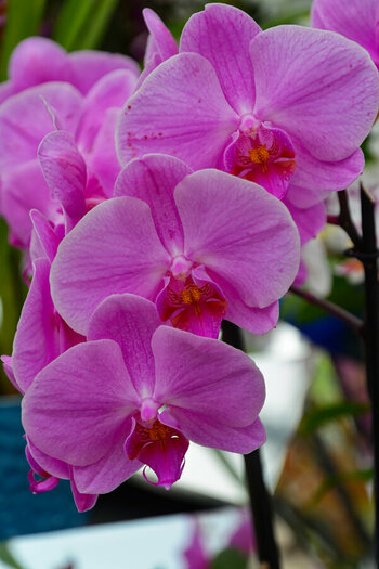 DSC_7376_DxO.jpg