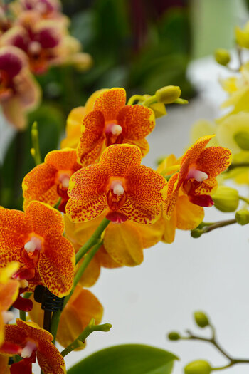 DSC_7379_DxO.jpg