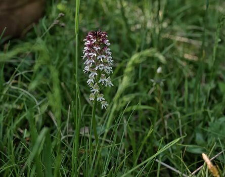DSC_2893.F.jpg