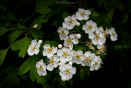 comp_Crataegus m.jpg