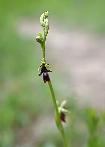 DSC_2912.F.jpg