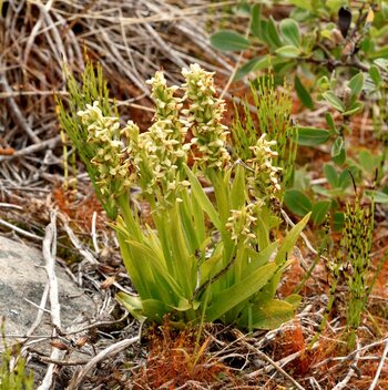 Noerdl-Waldhyazinthe_D757547-web.JPG