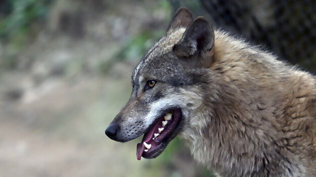 wolf.jpg