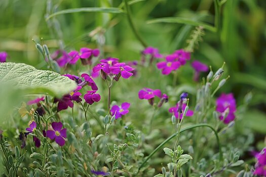 DSC_3332.2.f.jpg