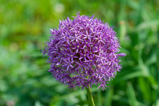 DSC_8486_DxO_DxO.jpg