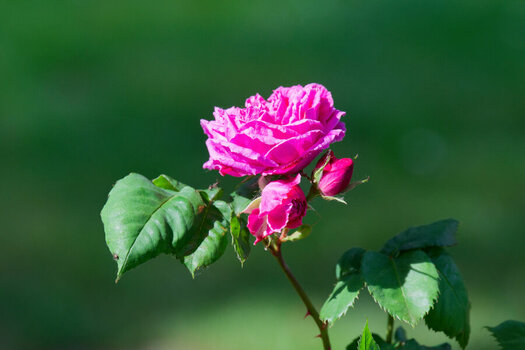 DSC_8489_DxO_DxO.jpg