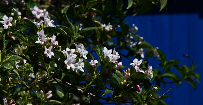 DSC_0820-20240512.jpg