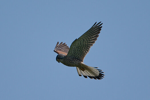 DSC_0416 2.jpg