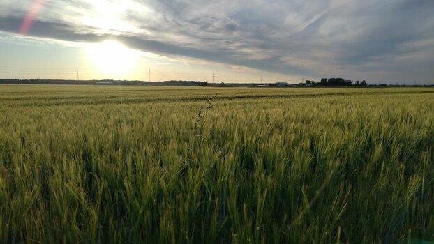 20240515_063205 (Large).jpg