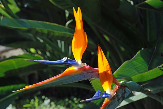 DSC_2412.jpg